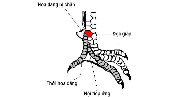 Vảy gà tốt giúp sư kê đánh giá kỹ thuật thi đấu của gà chọi